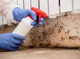 Trusted Freeburg, IL Mold Removal Experts